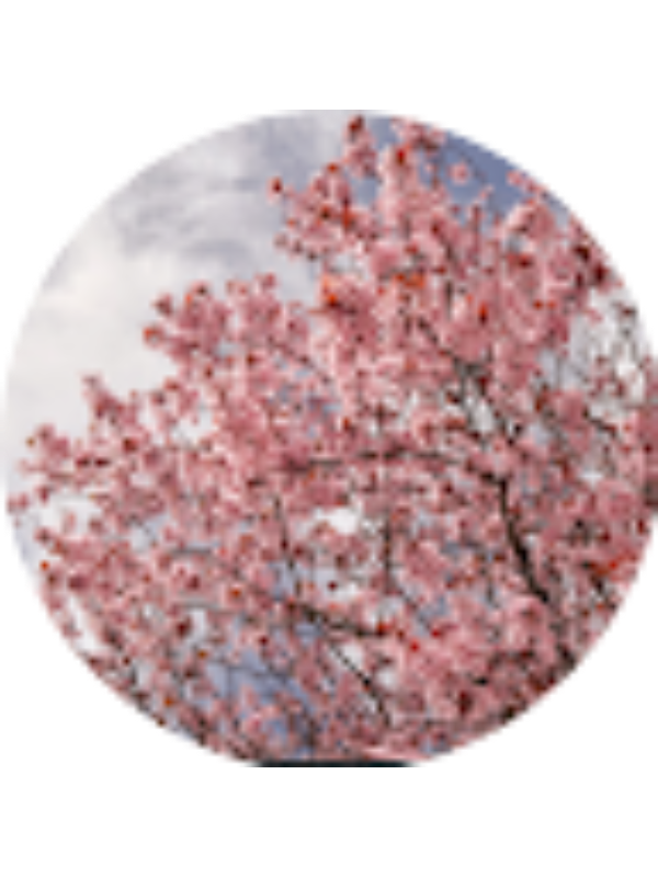 Photo of ANNA GELWICK