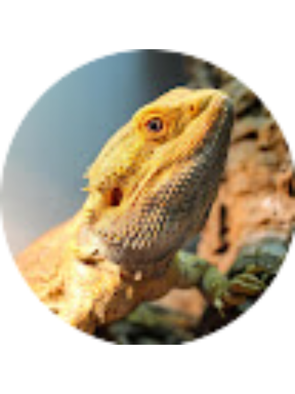 Photo of Zo&eacute; Ringrose