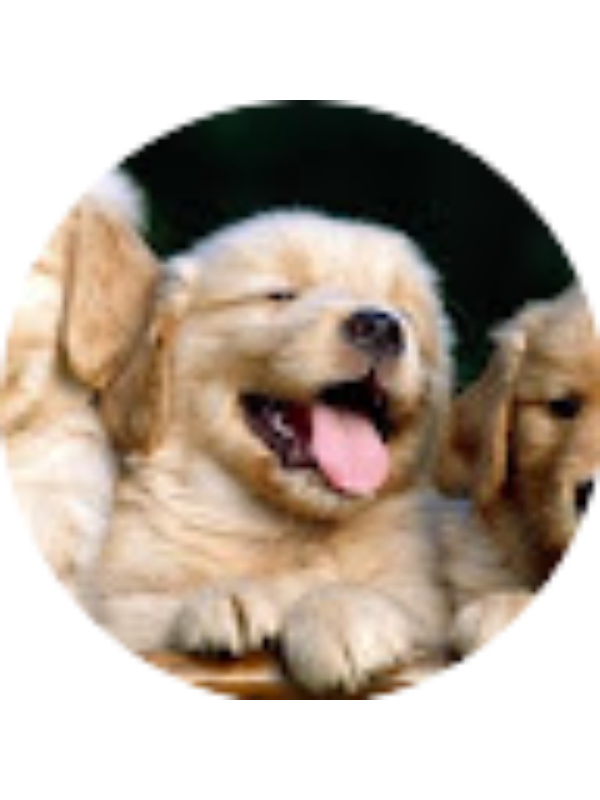 Photo of Nicoll dayana Betancourt Arias