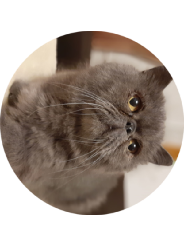 Photo of Quilling Austra