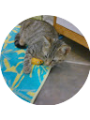 Picture of Elie P