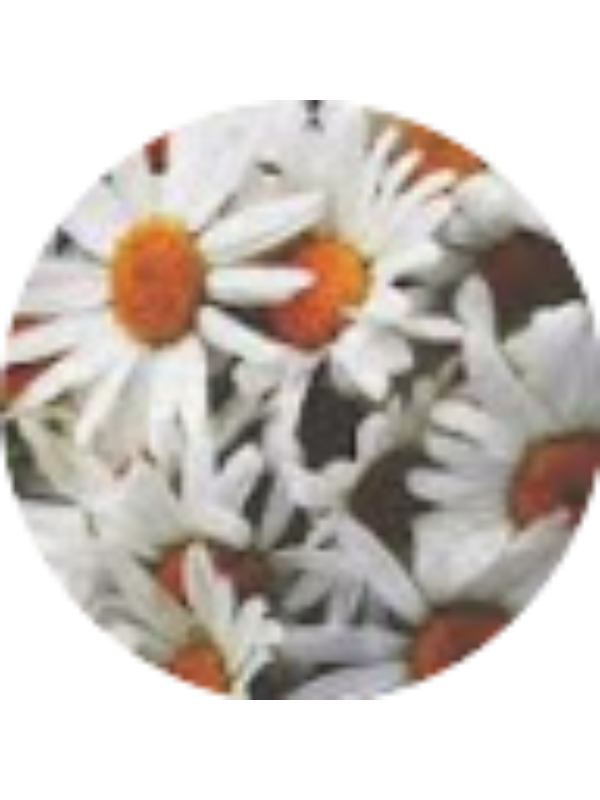 Photo of Noelle Stevens