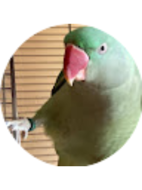 Photo of Andrei Prodan