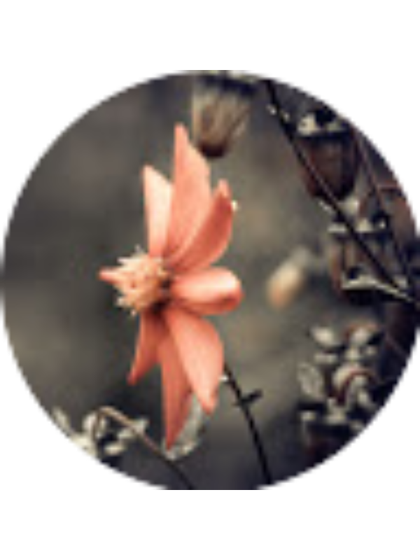 Photo of Camelia-Elena Călin