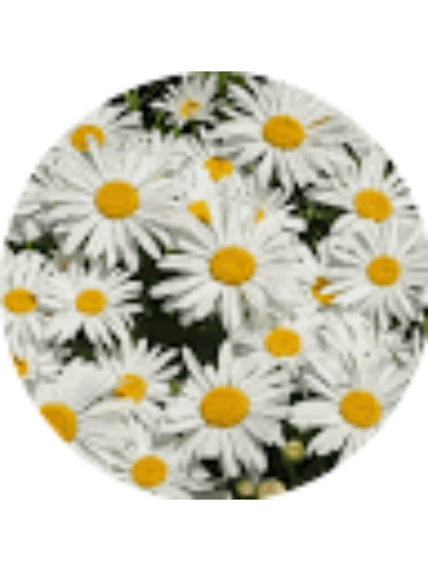 Photo of Finley Crane