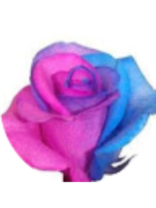 Photo of Hannah Mevorach