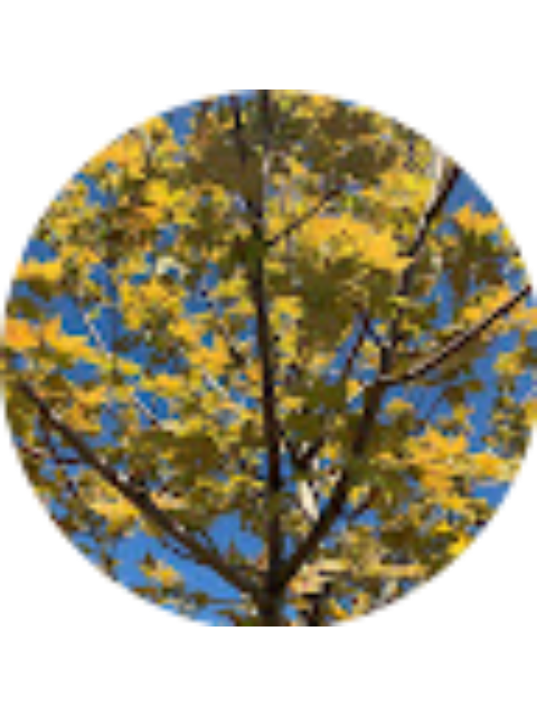 Photo of Amiya Patel