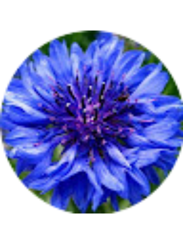 Photo of Victoria Vallee