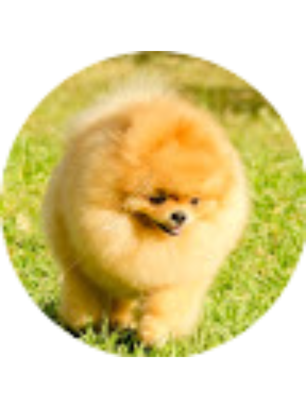 Photo of Nicholas Sasongko IPH Student