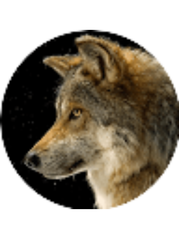 Photo of KOLIN SCHUNK