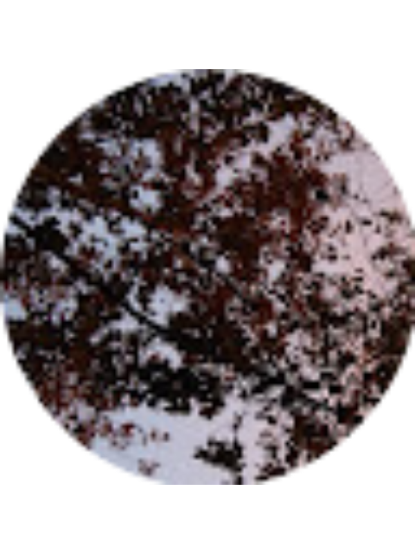 Photo of Cristina Girgenti