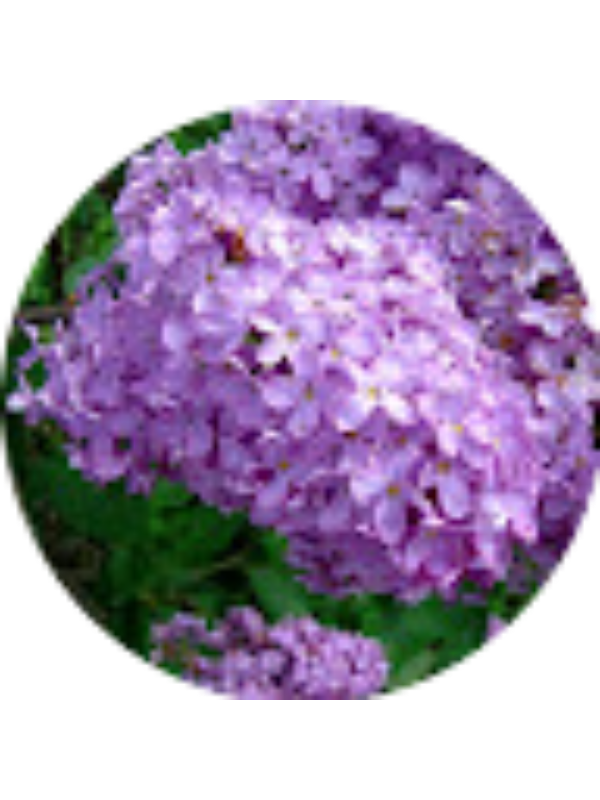 Photo of Maria Carmen