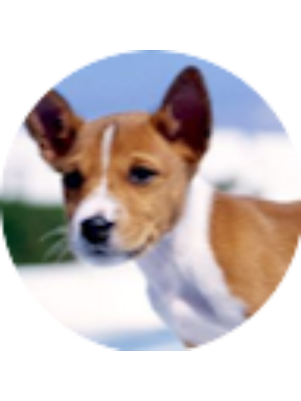 Photo of Saanvi Guda