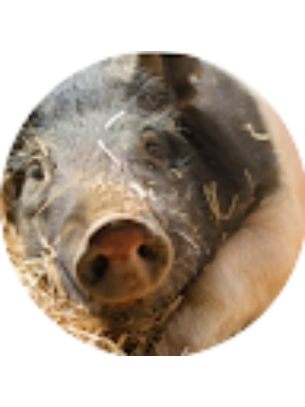 Photo of Brooklynn Avila