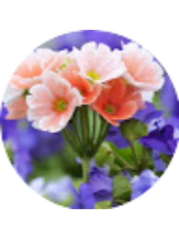 Photo of EDA &Uuml;LKE