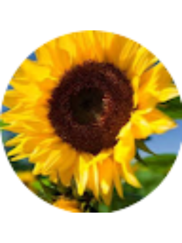 Photo of Antonella De marco