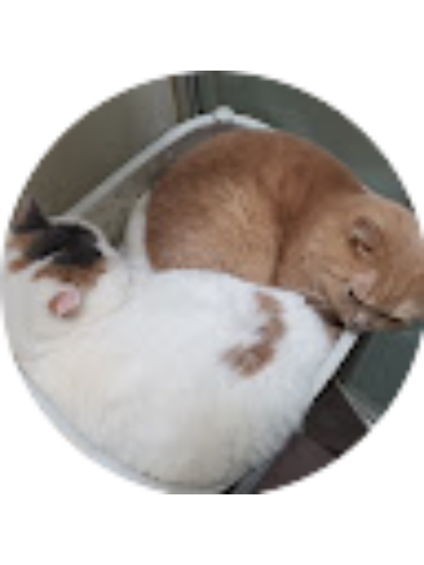 Photo of 鄭靖彤 S6A03