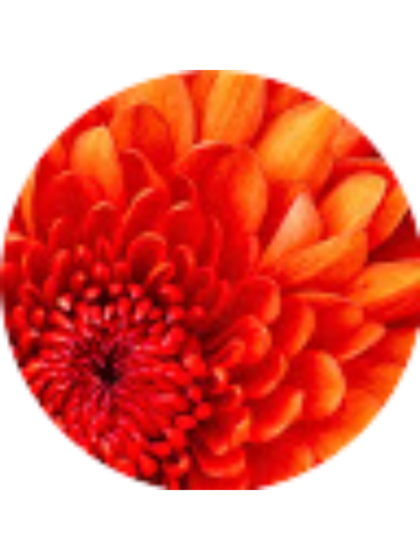 Photo of Amelia Setser