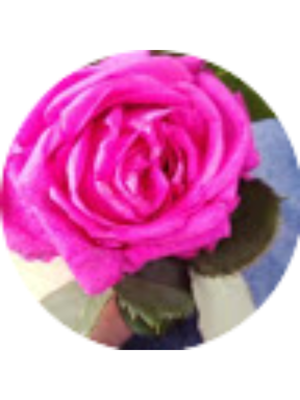 Photo of Hanan Alomari