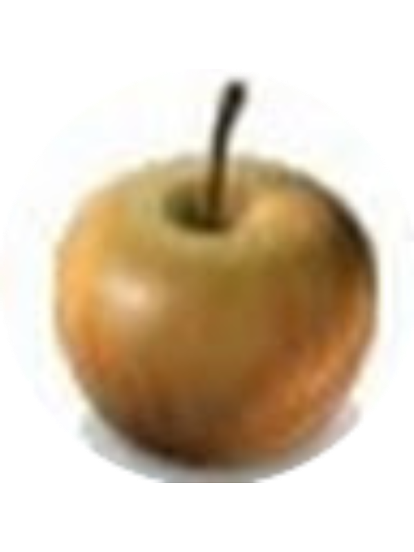 Photo of JESSICA SHOEMAKER