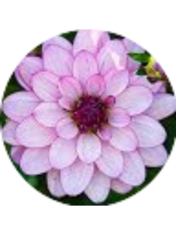 Photo of Katie Leung