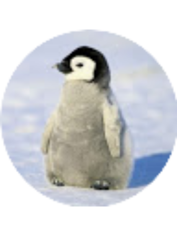 Photo of Carly Wetzel