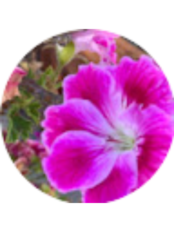 Photo of Veronica Moore