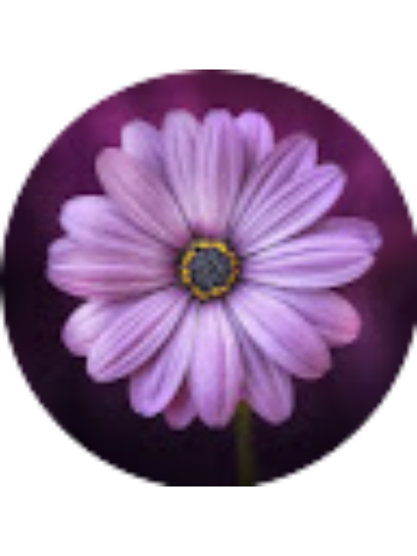 Photo of Zobia Naqvi