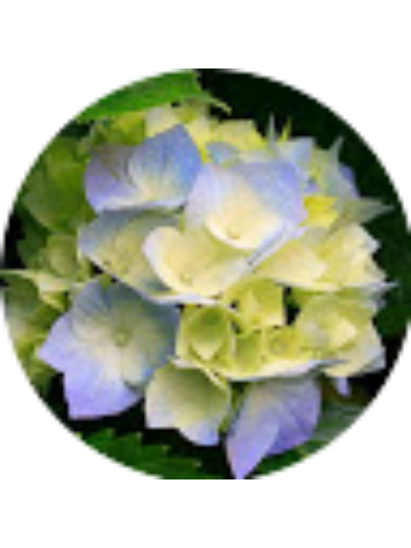 Photo of Jodi McNamara