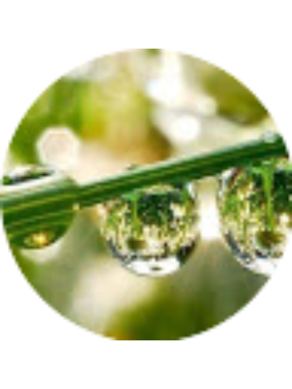 Photo of Popescu Gratiela Curs RED