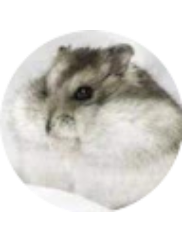 Photo of MD - 05GM - Cashmere Avenue PS (1260)