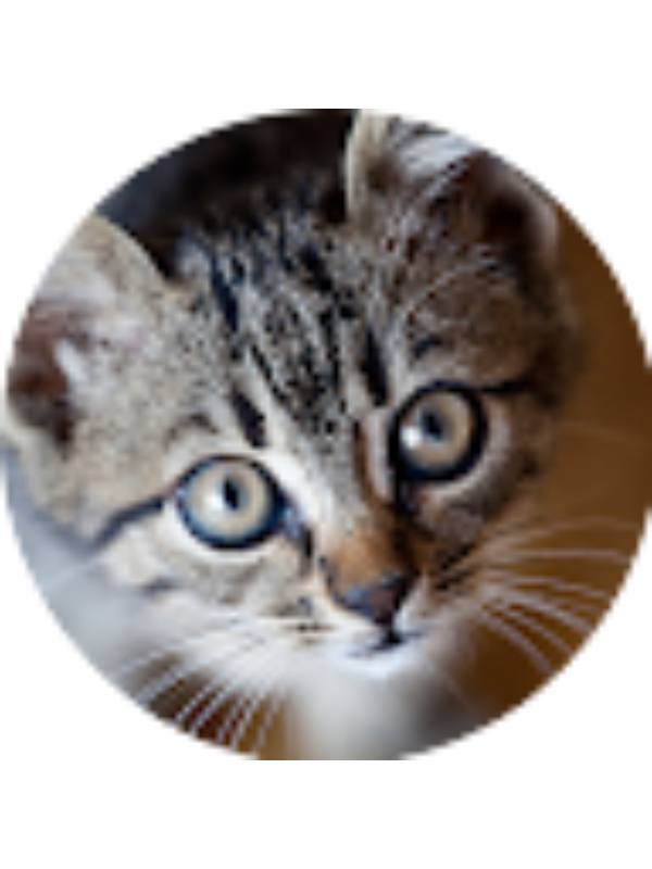 Photo of Meral Almohamad