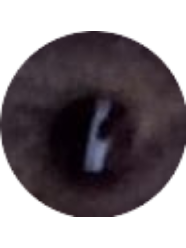 Photo of Tanner Meighan