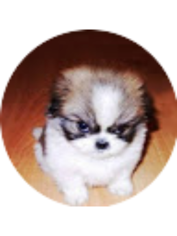 Photo of Brooklynne Haugan