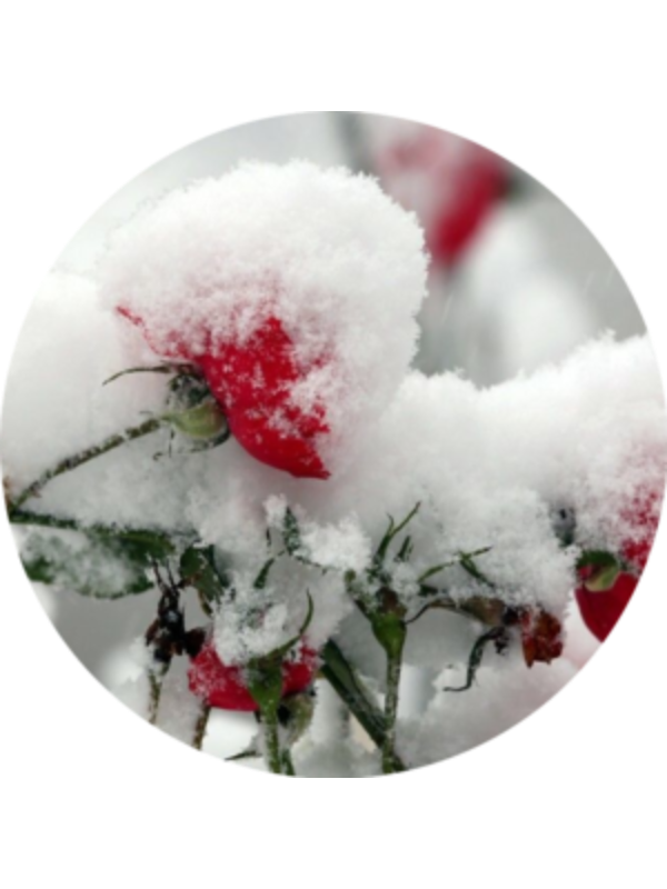 Photo of Κική Κ.