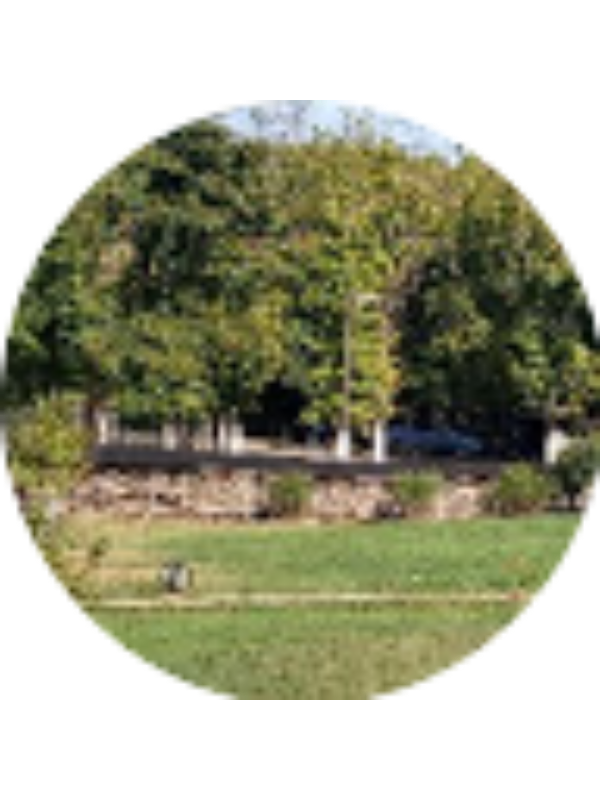 Photo of Romanița Gogeanu