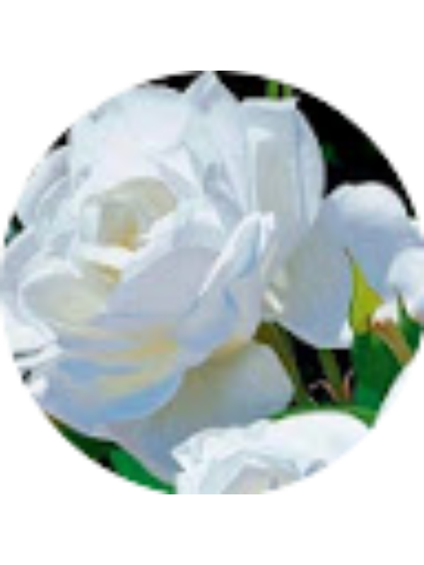 Photo of Nicole Alessandra Melquiades Llanos