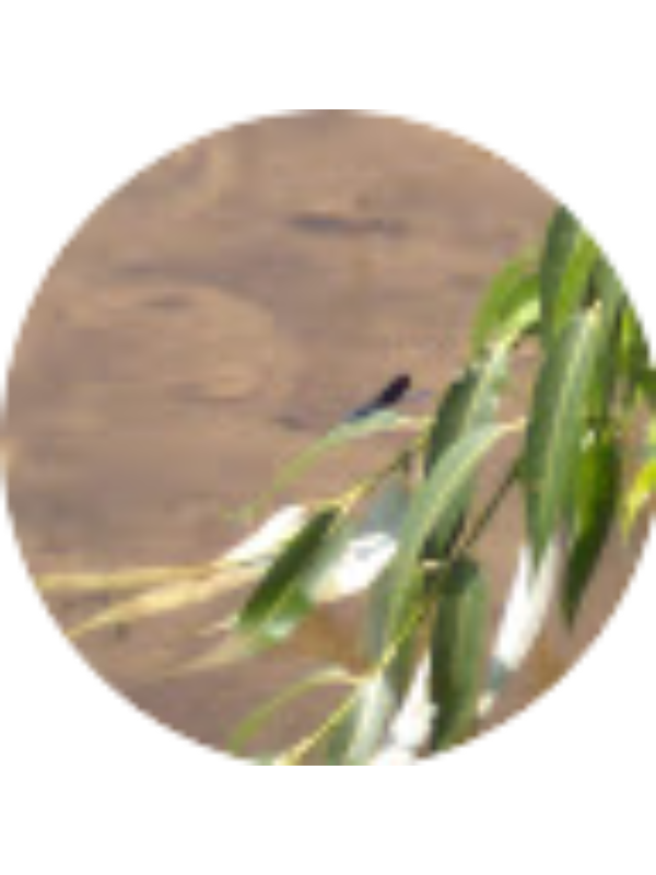 Photo of Freida Drakou