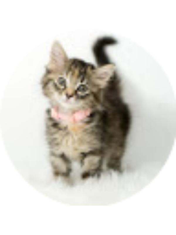 Photo of Hailey Koch