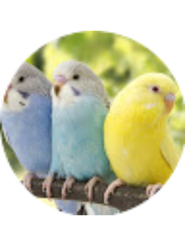 Photo of Sai Maithili Ram