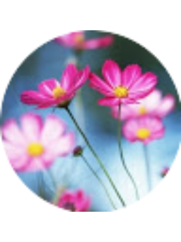 Photo of Александра Шпока