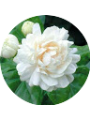 Picture of Yazmin Acevedo