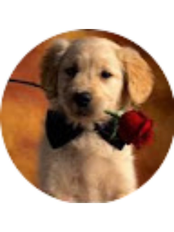 Photo of Holly Nihimbazwe élève