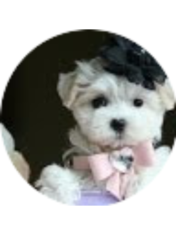 Photo of Vanshika Vathsavai