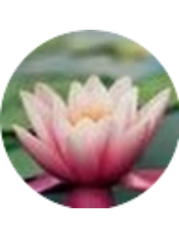 Photo of Aiste Siauryte Solly