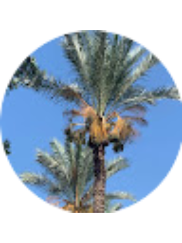 Photo of Shira Kedar Mehl