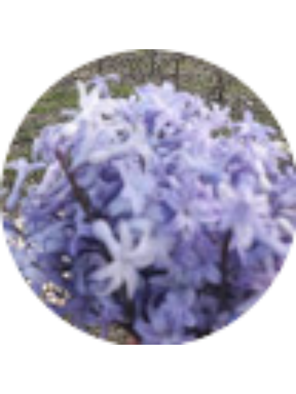 Photo of Zekiye Karaboga