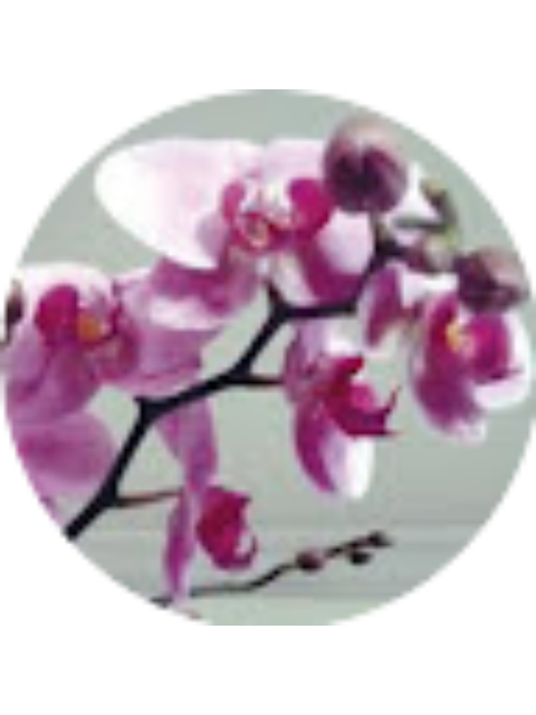 Photo of Ελένη Γκαντιά