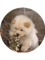 Picture of Xara Zwhs