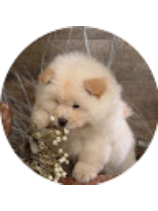 Photo of Xara Zwhs